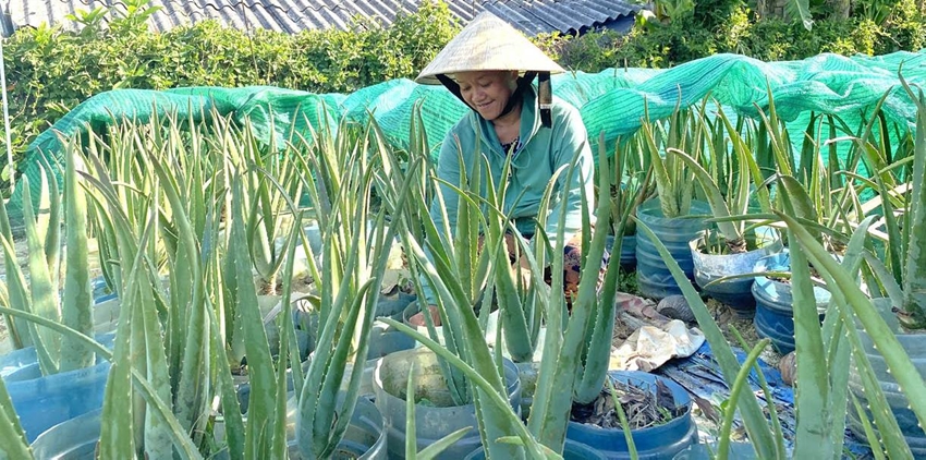 Hiệu quả kinh tế khi trồng cây nha đam